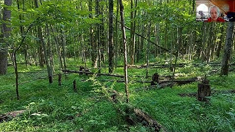 Growing and Tending Your Woodland Trees – August 2025