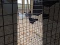 #chickens #chickencoop #farmlife #farm #countrylife #home