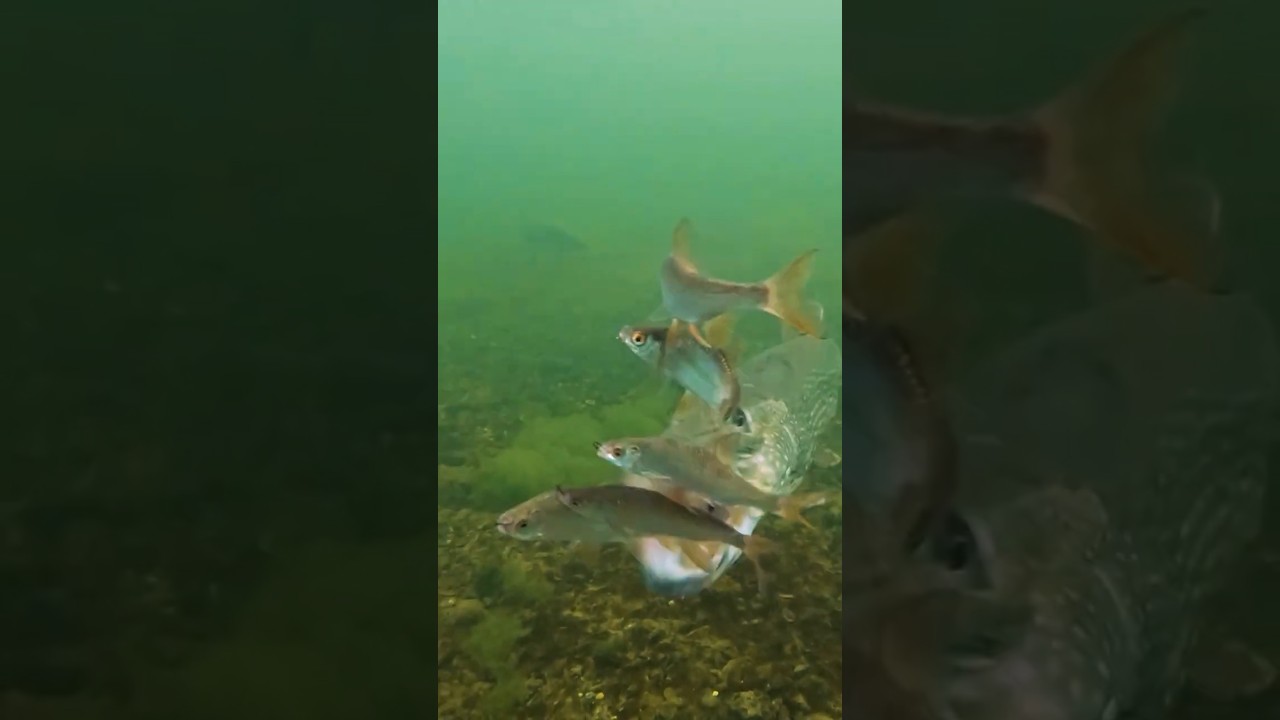 Думаю, последний щука съела слишком много 😂 