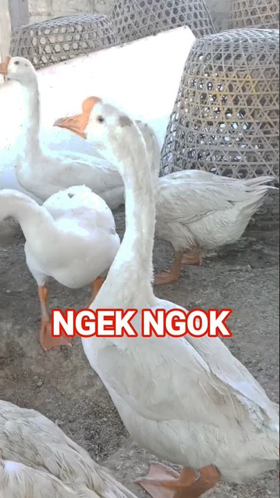 NGEK NGOK TEMANNYA MBAH JO BALI #ngekngok #mbahjobali #bali #ngek #shorts