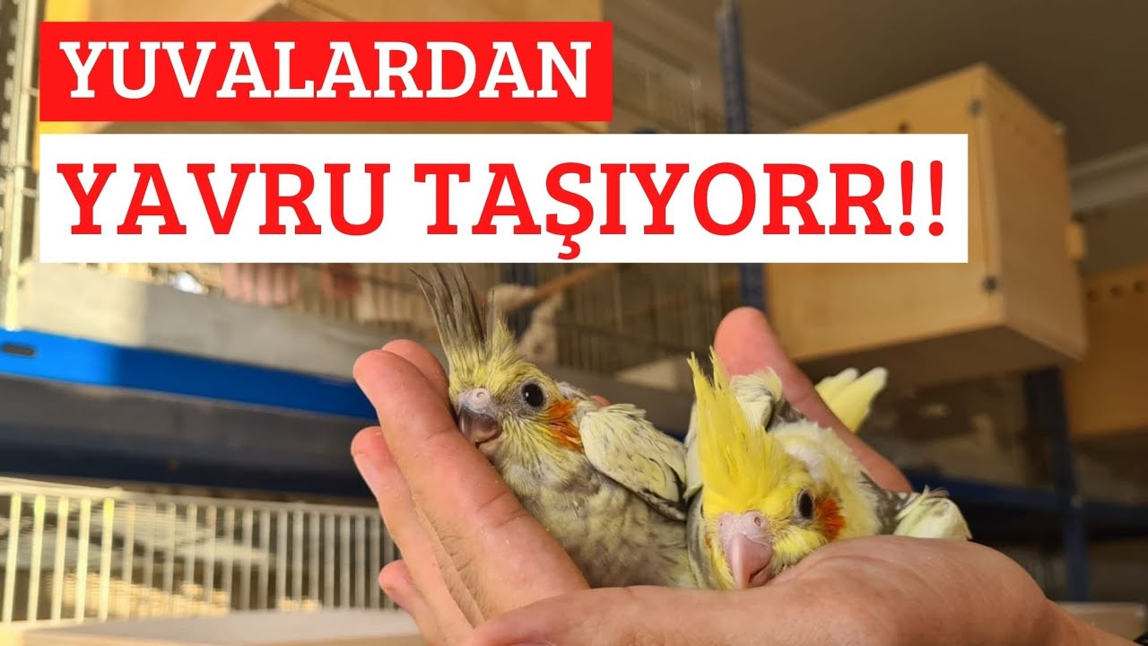 BENİM ÜRETİMHANEYİ GEZİYORUZ !! (TÜM YUVALARI AÇTIM!!)