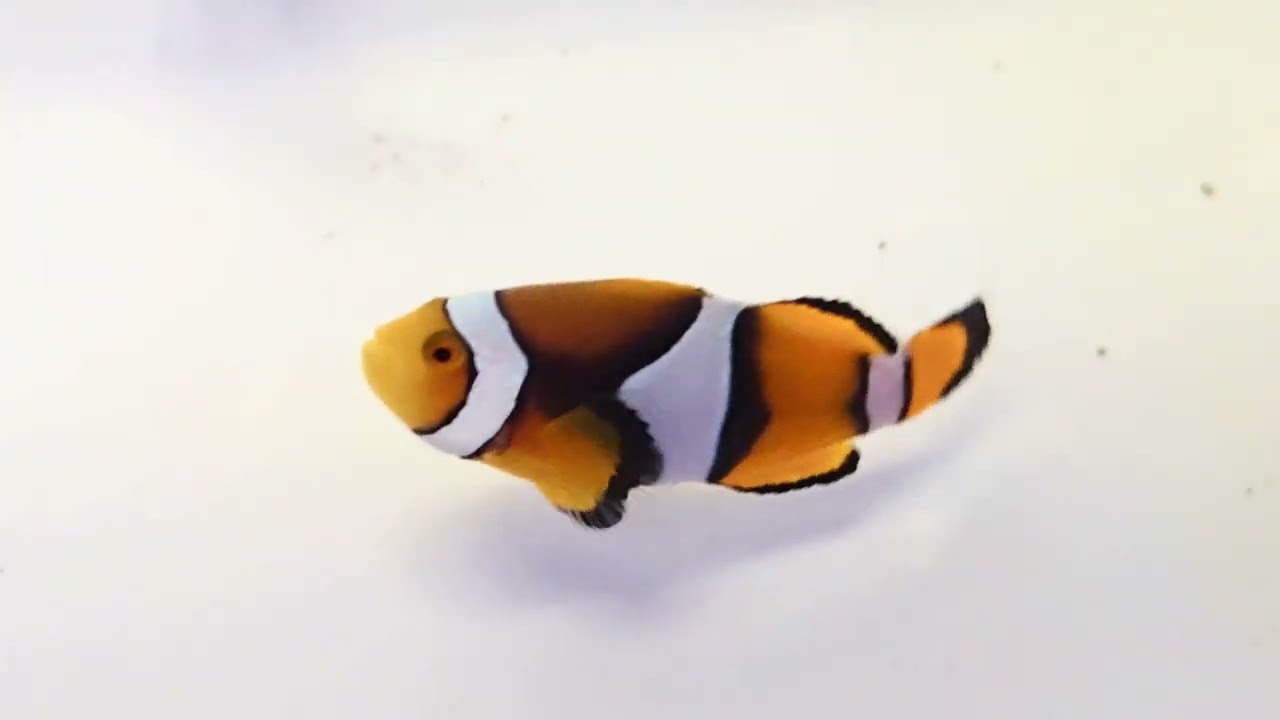 True Percula Clownfish WYSIWYG Small Pair at Pacific East Aquaculture