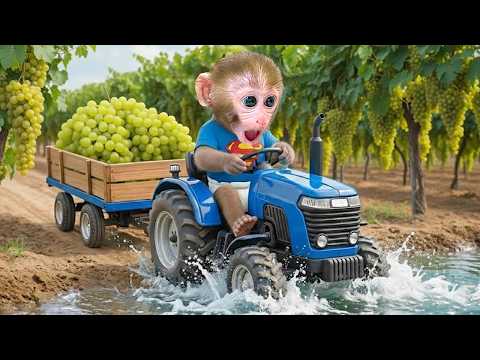 Macaquinho BonBon Desafio LEGO na Cozinha de Brinquedo 🧱🏠
