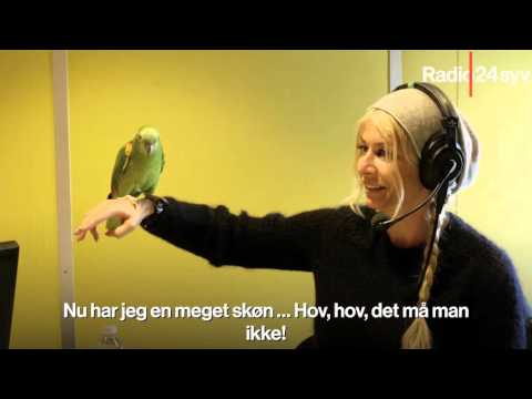 Video: Hvordan Man Navngiver En Papegøje Med Lovebird