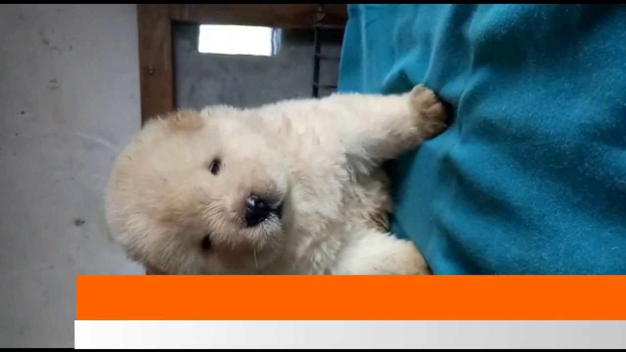 Chow chow Puppy Sale in Dogshub India 9950330009 puppy paradise