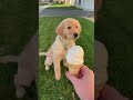 #YouTube #shorts #funny #video #shortvideo #short #love #entertainment #sorts #funny