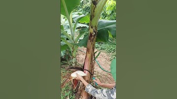 @tranthoavlogs Vệ sinh cây chuối #làmvườn