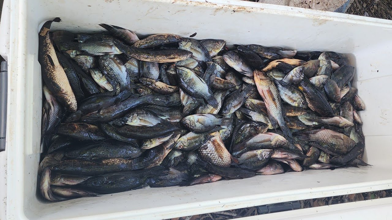 Een Avond Coesoewini Trip || Suriname 🇸🇷 Coesewijne Rivier 🛶 Zwamp Vis 🐟