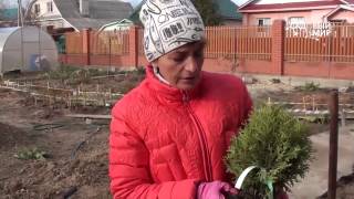 Поздняя посадка хвойных растений Посадка на глине.Сайт "Садовый мир" Поздняя посадка хвойных растений Посадка на глине.Сайт "Садовый мир"