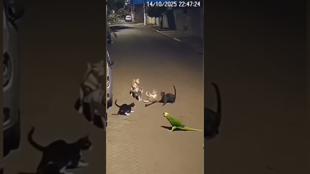 Parrot interrupts cats fight 😂 