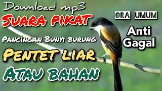 download mp3 suara pikat pentet / cendet terbaru anti gagal