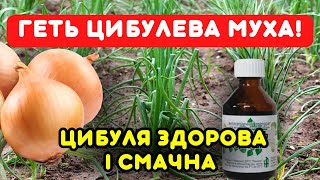 ДЕШЕВО і ПРОСТО! Захист від цибулевої мухи бюджетним березовим дьогтем