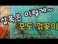 포도 꺾꽂이 삽목 grape planting a cutting