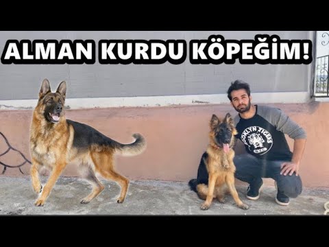 ALMAN KURDU SAHİPLENDİM! HAYIRLI OLSUN!