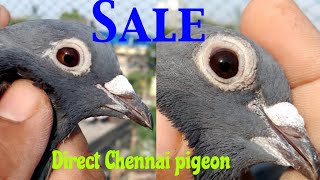 Debabrata present Green eye KaloDana Vs Khaira eye Madrasi pigeon from Chennai city Bazi wale by Raz