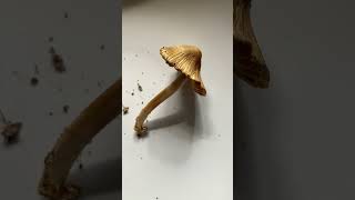 Pseudosperma rimosum 🚫Conoscere i Funghi Pillole di Micologia con Giacomo Jack Ispettore Micologo