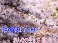 めおと桜 川中美幸 cover hayato&uetan♪