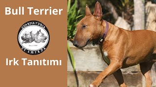 Bull Terrier  Köpek Irkı Tanıtımı