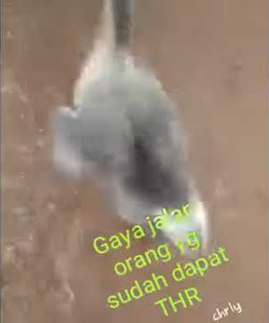 Video lucu bebek abis dapet THR