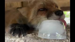 Scarlette the Red Fox with her Ice Treat