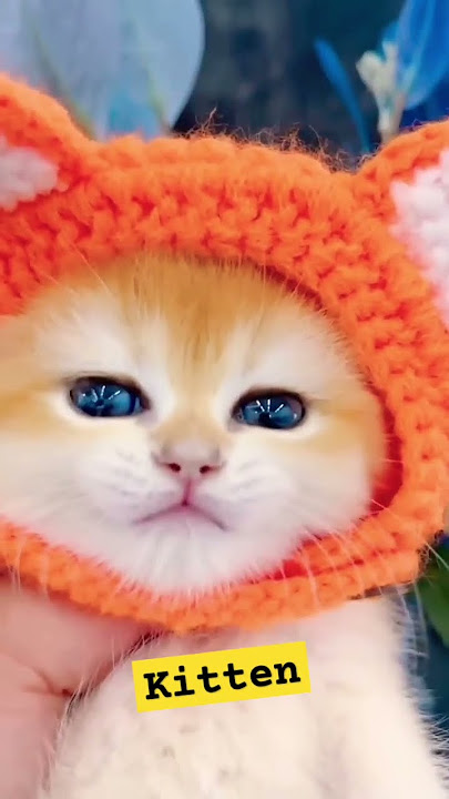 Kitten 🐈 #shortsviral meu meu video #shorts #shortsviral