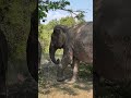Savath Didn T Want To Trip Over The Tree Elephant Keffamily Babyelephant Kef Chimean 
