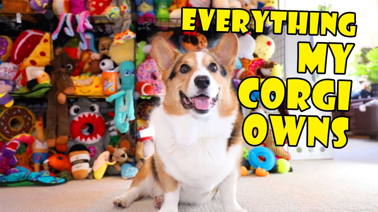 Everything My CORGI Owns - Apartment Tour || Life After College: Ep. 709