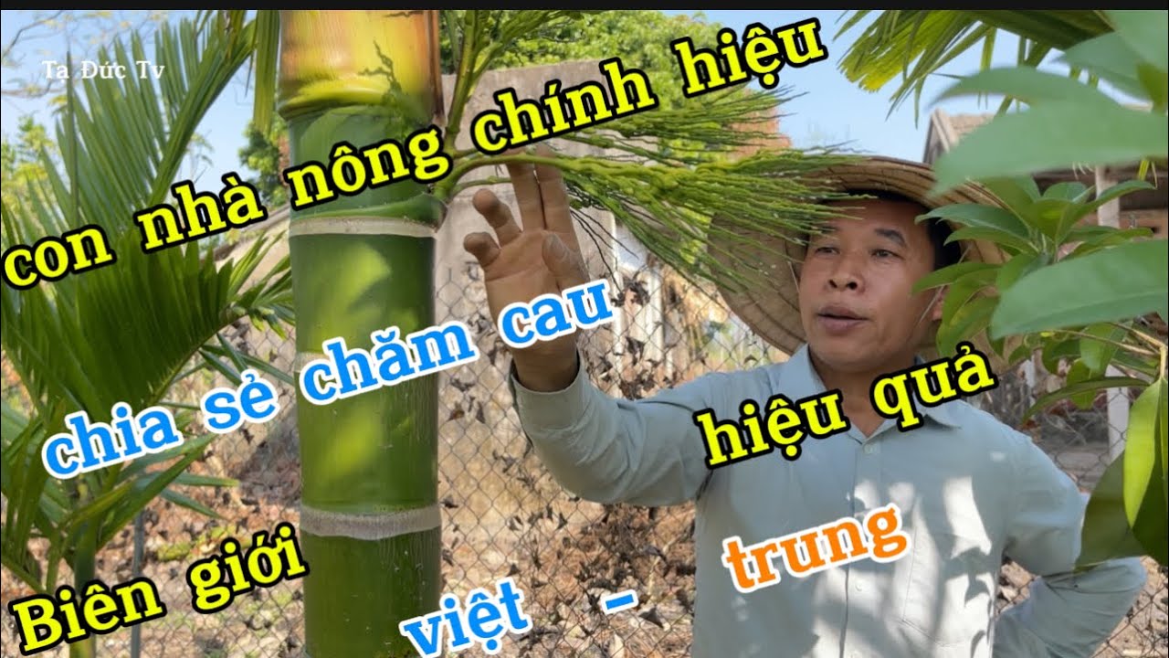 con nhà nông chính hiệu chia sẻ trồng cau