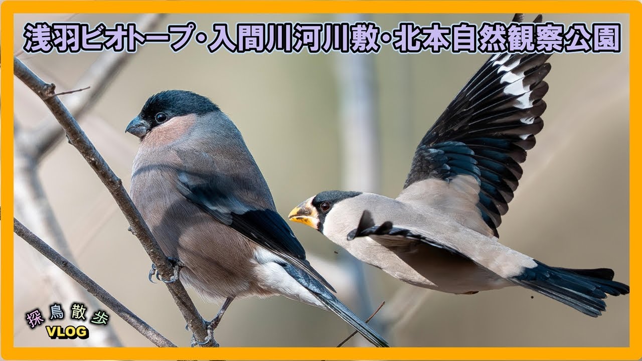 【探鳥散歩 VLOG】2026年1月下旬、浅羽ビオトープ・入間川河川敷・北本自然観察公園で探鳥散歩