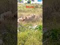 #roadtrip #mysore #travelvlog #travel #shorts