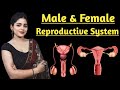 Male and female reproductive system  formation of sperm  menstrual cycle  fertilisation  202324