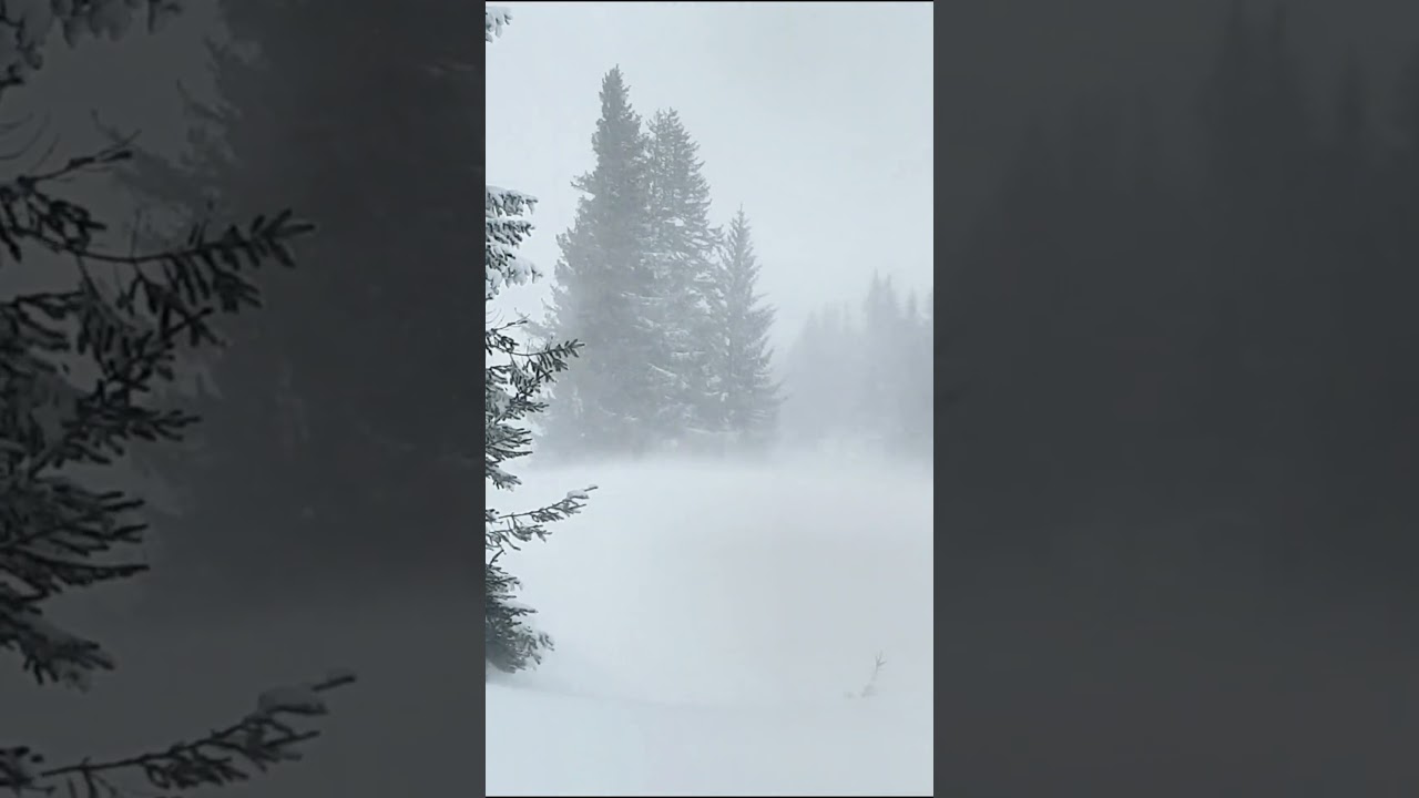 Watch Siberian Taiga Blizzard ❄️ Winter Forest Storm | Relaxing Nature Sounds #naturesounds on YouTube Watch Siberian Taiga Blizzard ❄️ Winter Forest Storm | Relaxing Nature Sounds #naturesounds on YouTube
