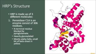 Horseradish Peroxidase (HRP)