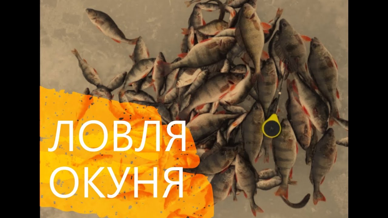 Ловля КРУПНОГО ОКУНЯ Кировский затон ( Спасский затон ) зимняя рыбалка ...