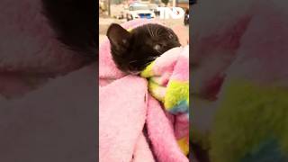 Adorable kitten rescued after trapped in drainpipe for hours #shorts