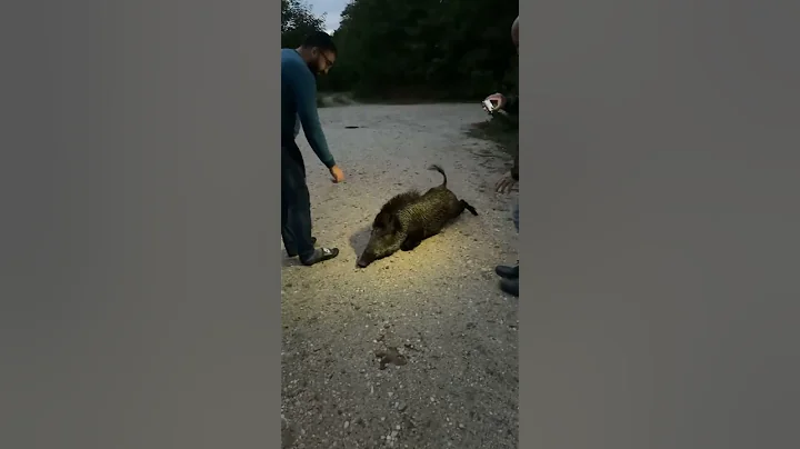 Petting a Wild Boar || ViralHog