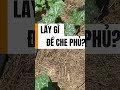 CHE PHỦ BẢO VỆ VI SINH JMS #visinhJMS  #lamnongsachgiare  #trungnong  #canhtachuucothongminh