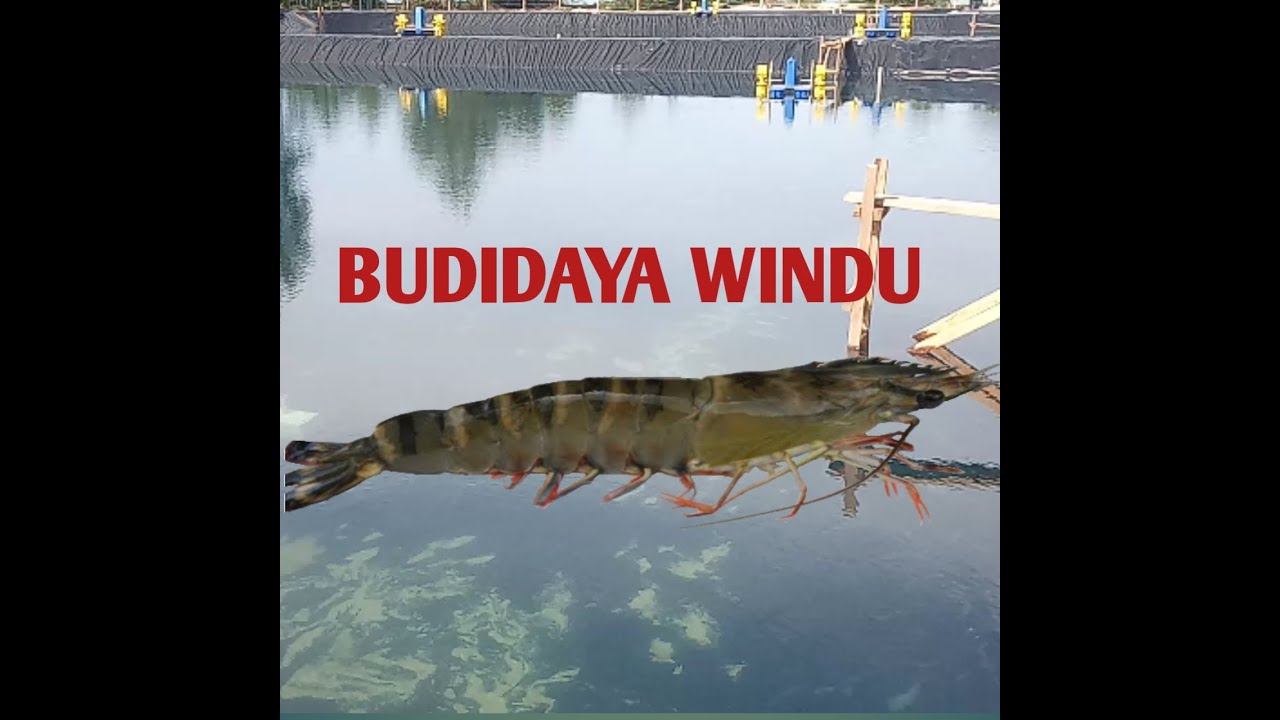 BUDIDAYA UDANG WINDU - YouTube