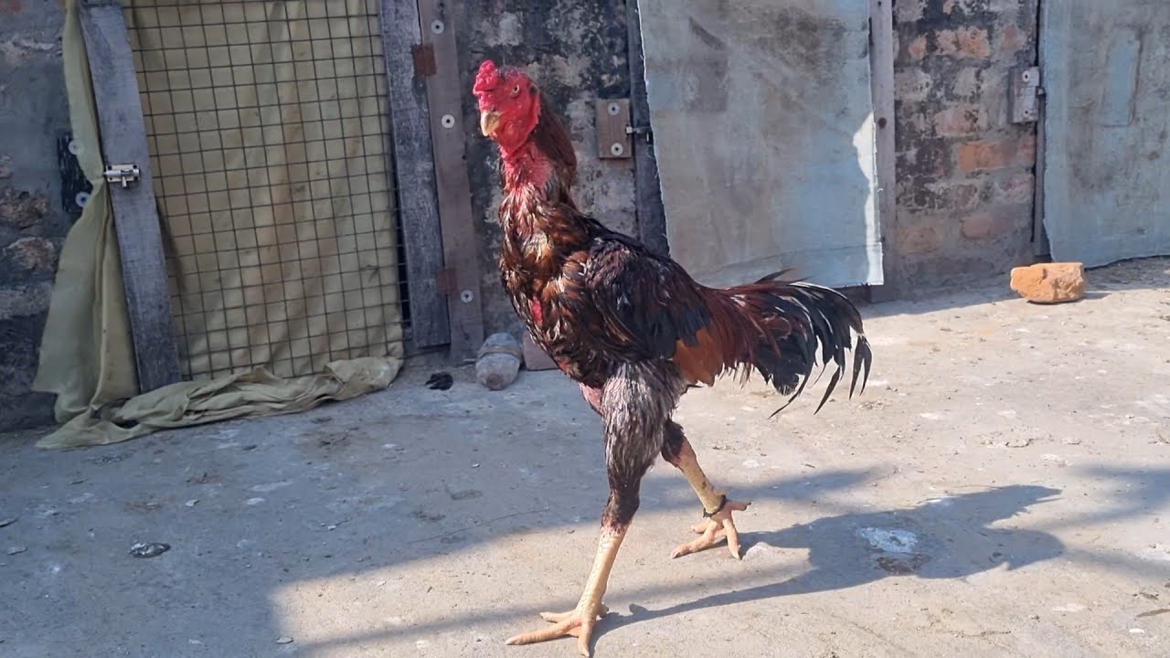 Jammu wale ka shonk kaha krau 