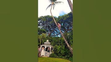 How to climb up a coconut tree!!!