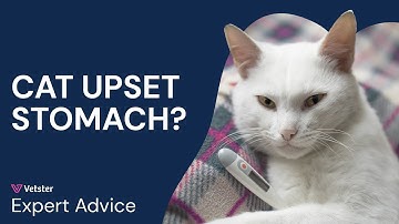 What To Give a Cat for an Upset Stomach | Why Cats Vomit and How to Help