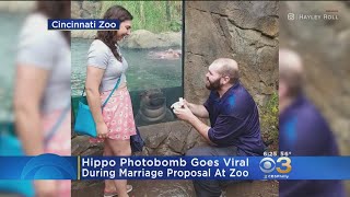 Hippo Photobombs Marriage Proposal At Zoo