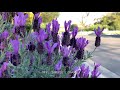 Prune To Lavender Spanish How