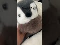 Cute penguin