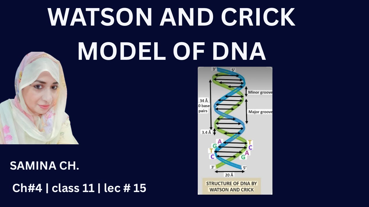 Watson & Crick Model of DNA | Double Helix Structure Explained in Simple Words