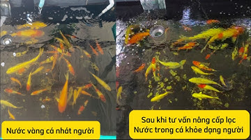 Nguyên Nhân Khiến Nước Hồ Cá Koi Bị Vàng Và Cá Nhát Người - Cách Khắc Phục.Hồ E Dự Ở Kiên Giang .
