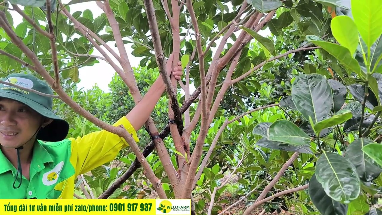 CÁCH CẮT TỈA CÀNH,CẮT ĐỌT CHO MÍT 15 THÁNG.