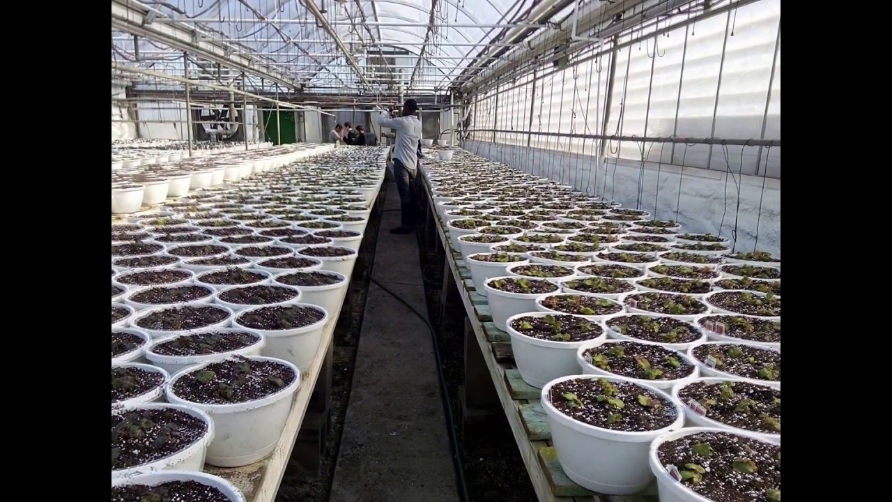 Horticulture Training Programs - CAEP - YouTube