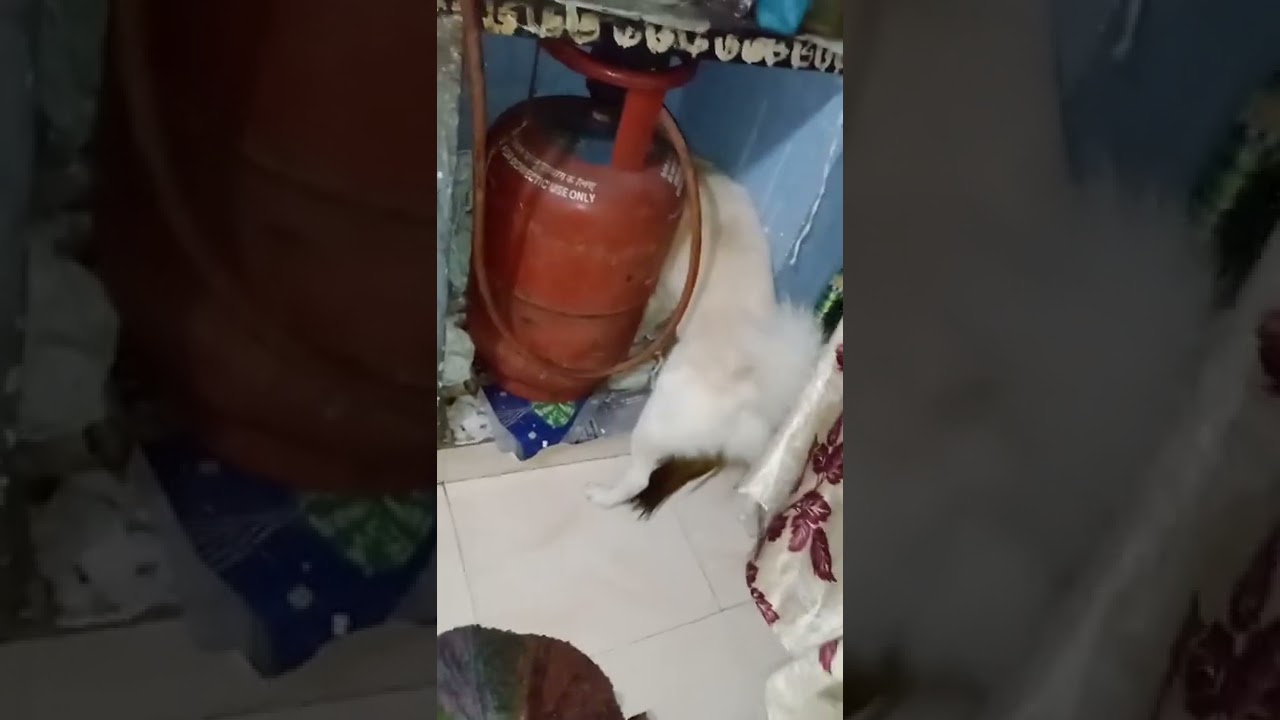 chintu vs hidden rat in Home  at 1:37 AM 16 March 2022