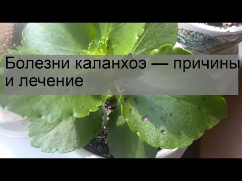 Болезни каланхоэ — причины и лечение